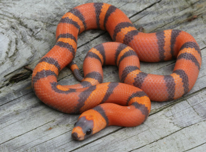 Honduran Milk Snake